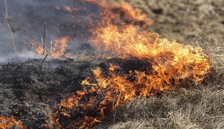 Fire On Dry Grass, Trees And Buildings Inflated By A Strong Wind