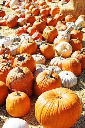 A Pumpkin Patch in october