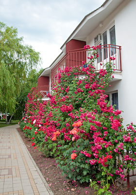 A Beautiful Flower Garden Of Roses At The Window