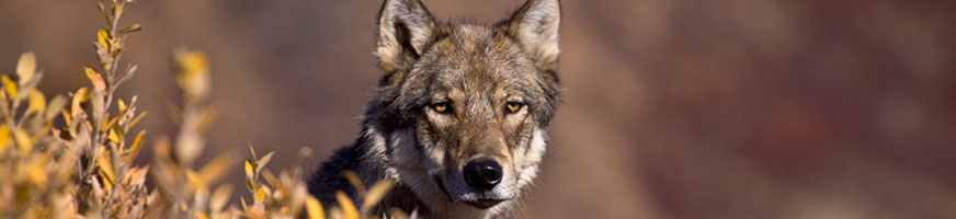 lobo protegiendo su hogar en la naturaleza-